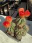Preview: Notocactus rutilans